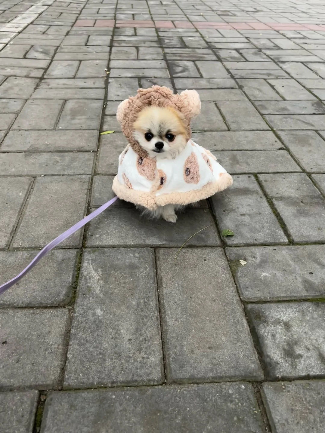 快看这是我的小狗ʕ •ᴥ•ʔ