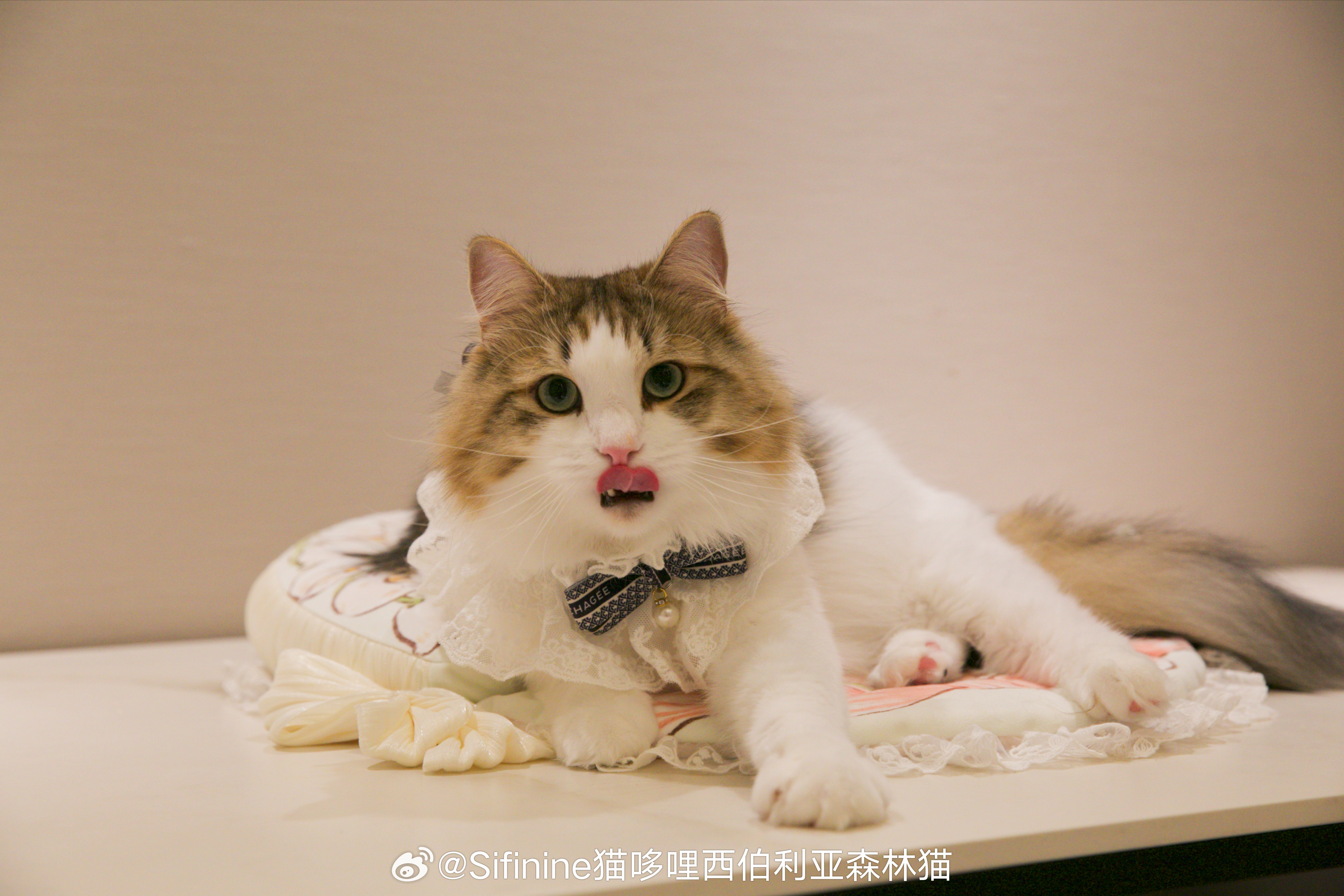 Luca三岁快乐[蛋糕][蛋糕][蛋糕]真是又甜又帅的崽呢！！！西伯利亚森林猫[