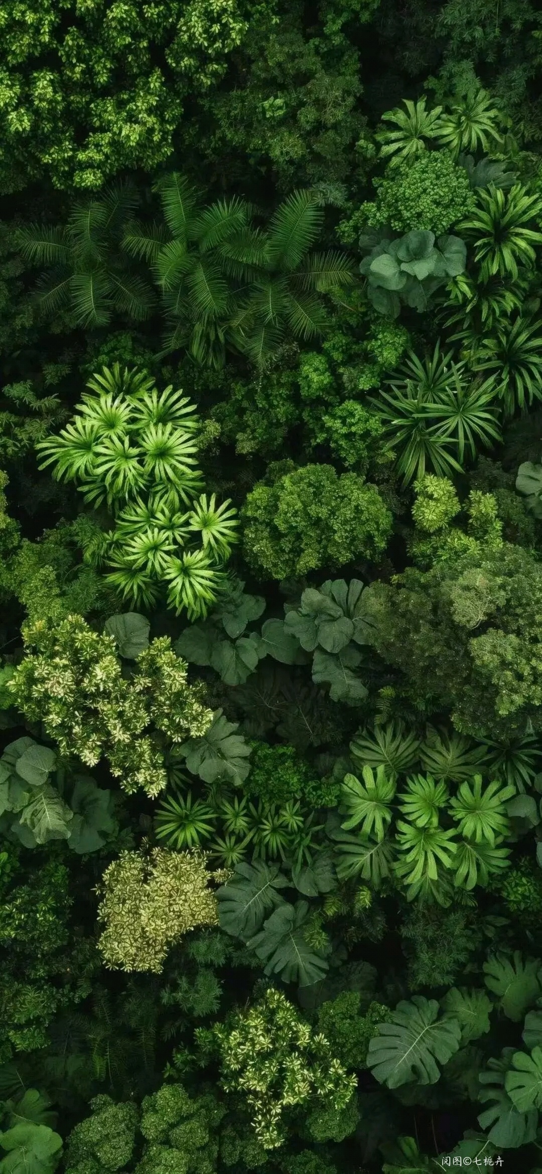 新叶碰碎春水的涟漪，树影浸在软波里，揉开了一整个清润的春。 