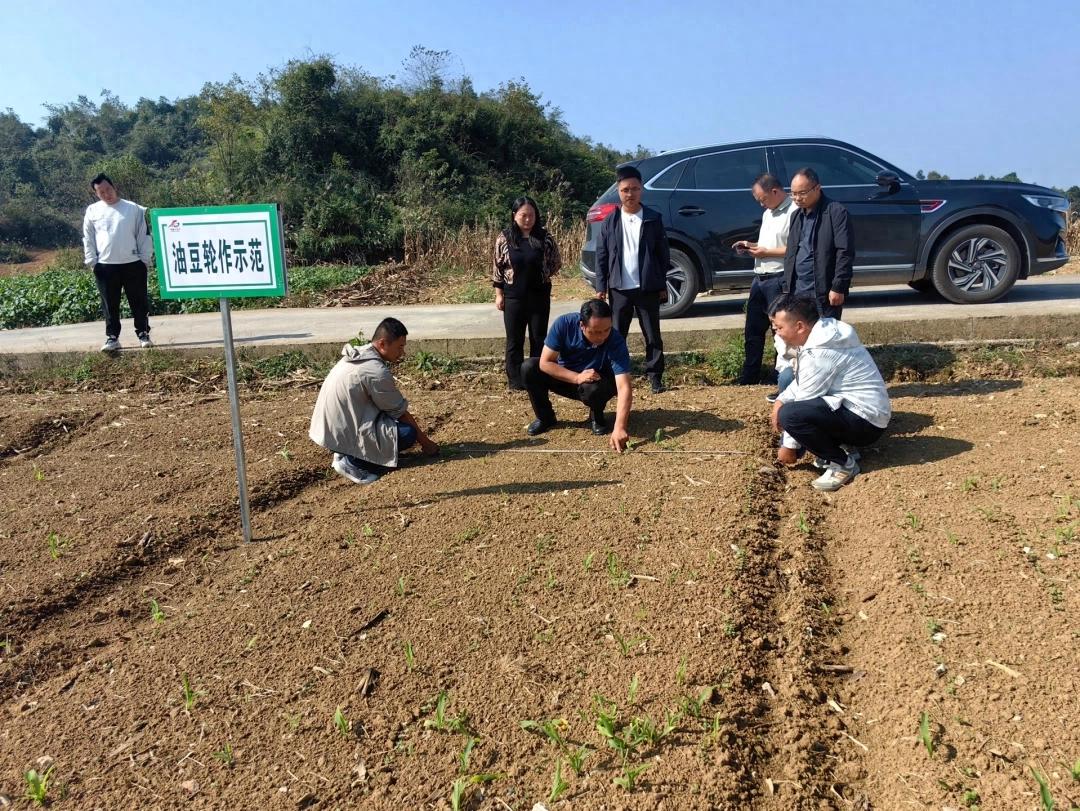 护航黔地油菜播种 贵州油研科技专家深入田间开展技术指导