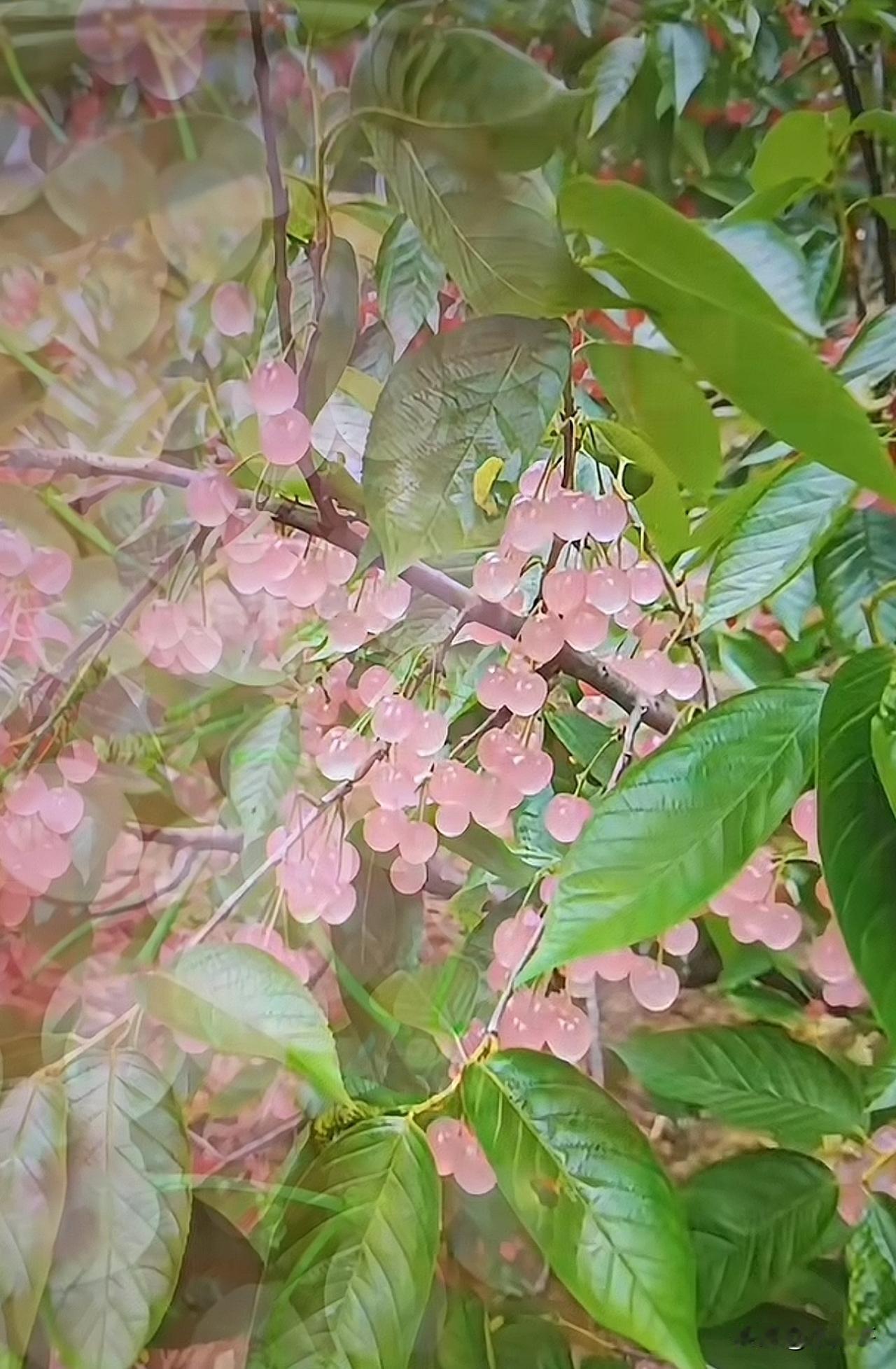 话不多说，云南的这款“水晶樱桃”是不是极具诱惑力，路过高低都要摘几颗试一试口感。