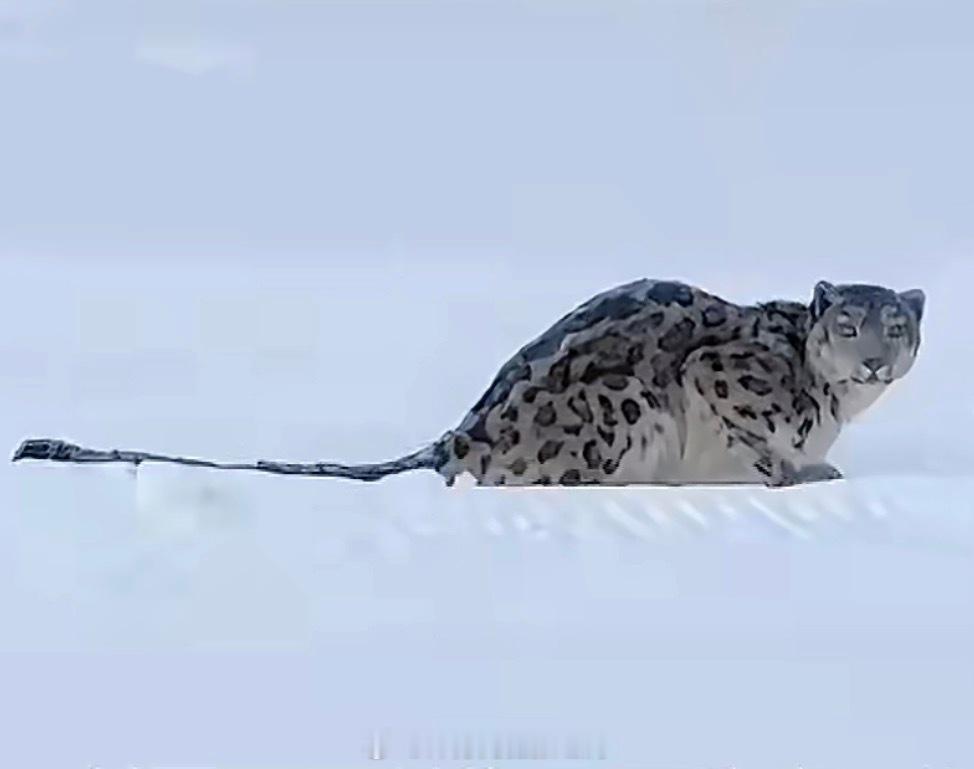 心上（嘴里）的人，我在可可托海等你新疆阿勒泰一滑雪场游客被雪豹咬伤得多欠才主动凑