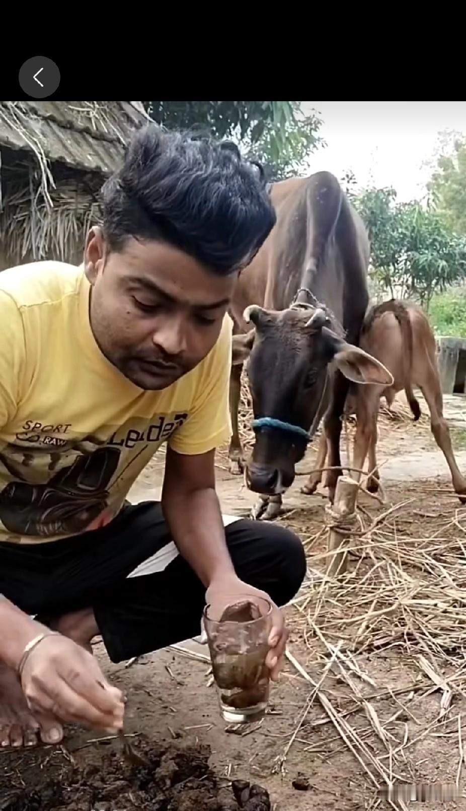 绝顶美味？印度人趋之若鹜的牛屎咖啡，风靡整个印度！
最近印度风靡一种咖啡，牛屎咖