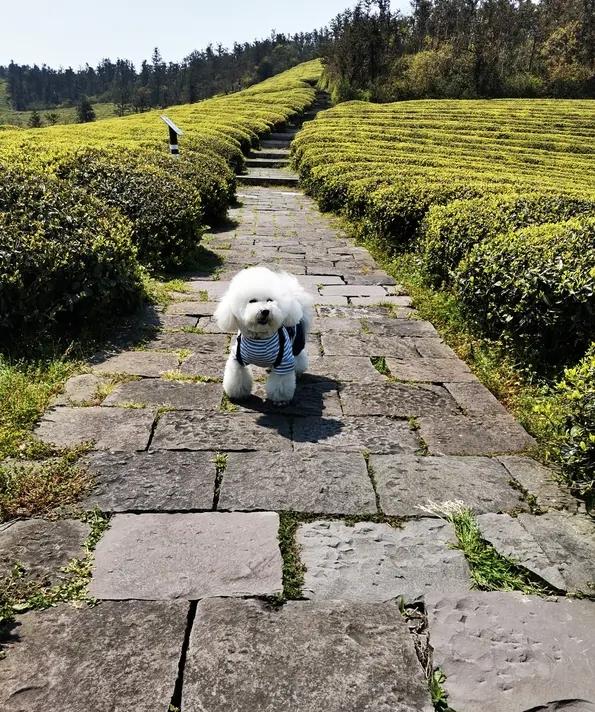 《自在谣》

白云挂天心飘飘，

泡茶看鸟乐陶陶。

遛弯小狗尾巴摇，

哼段老