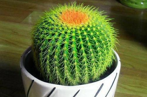 三年级14课《小狗学叫》，小狗跑啊跑啊，它碰上了一个农民，后来的结局是怎样的呢