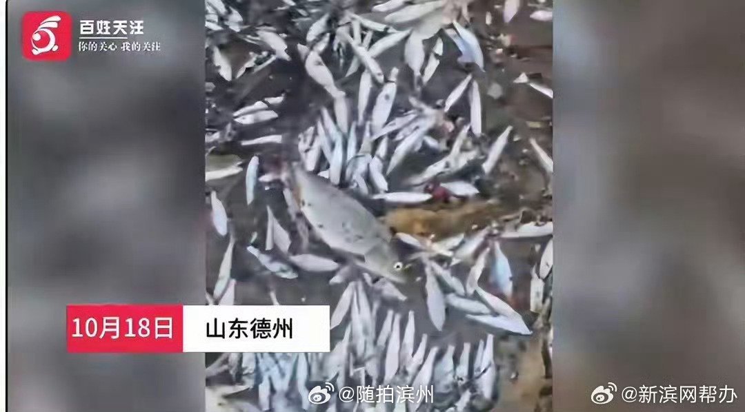 山东德州一河流黑臭漂浮大量死鱼，覆盖四五公里的水域，当地回应：已接到相关投诉，有