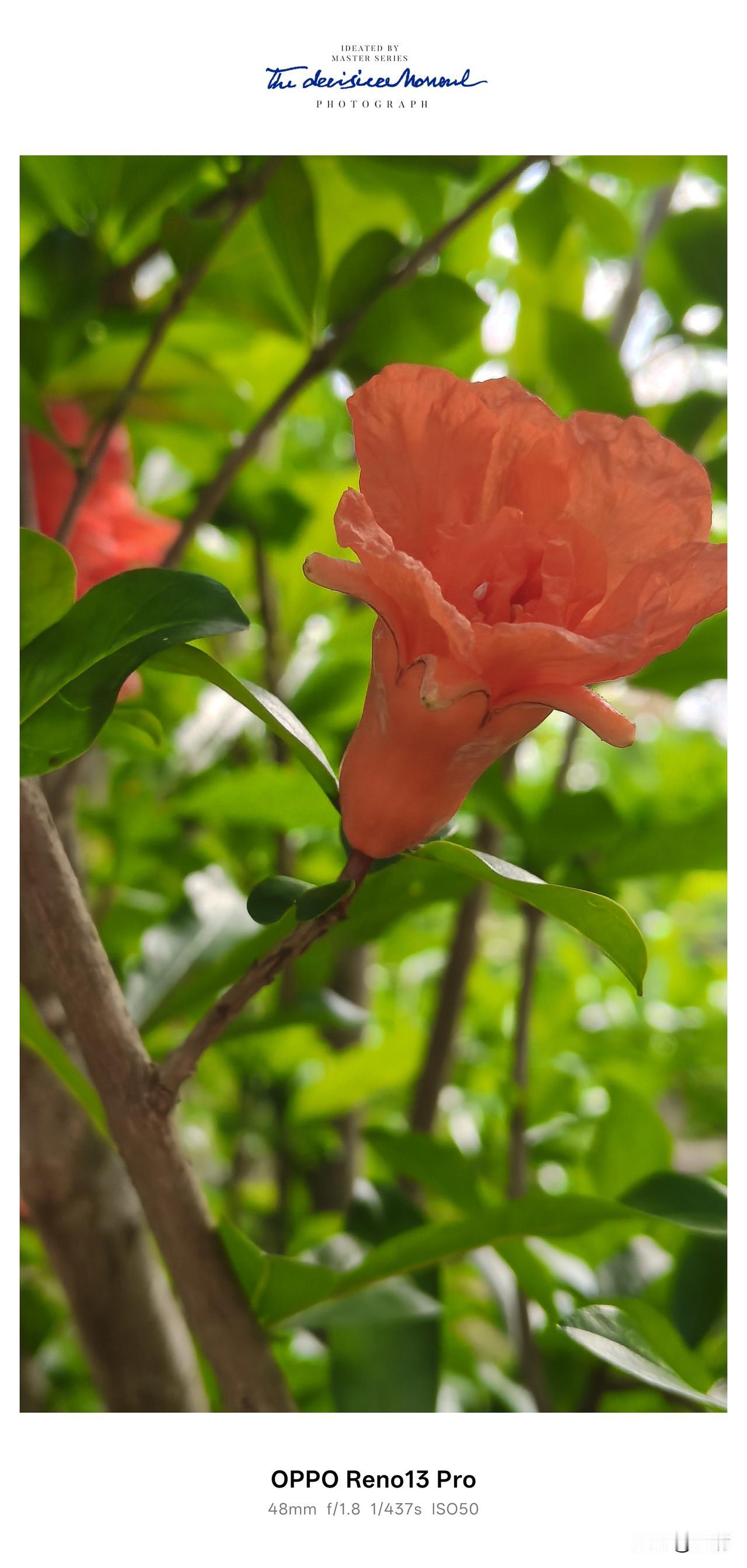 看着这满树的石榴花，忽然就懂了为什么大家都爱它。它开得艳，也藏着盼头——花越红，