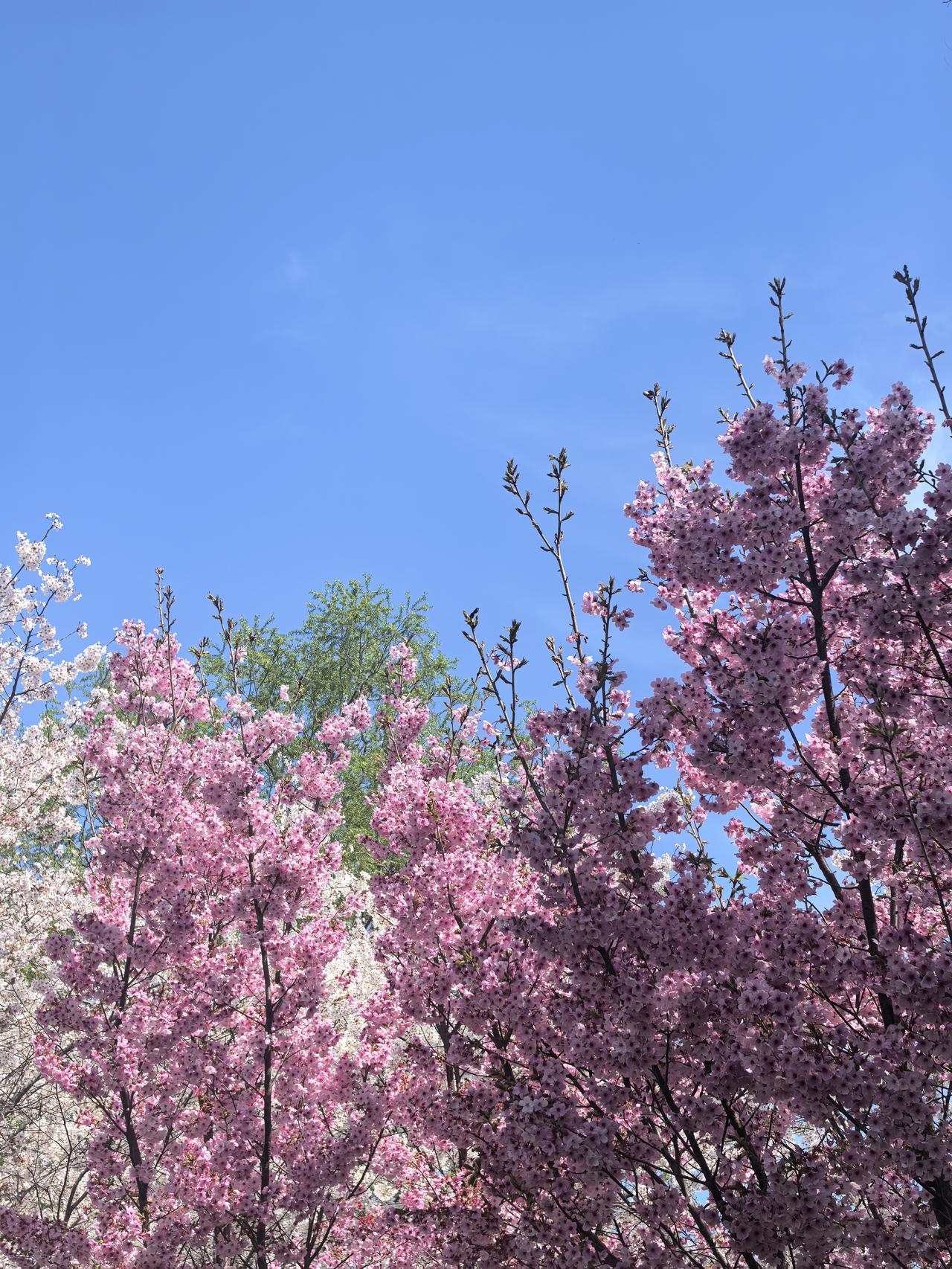 家里来了客人为啥壶嘴不能对着客人的方向？
有天，家里来了客人，女儿给沏茶倒水。女