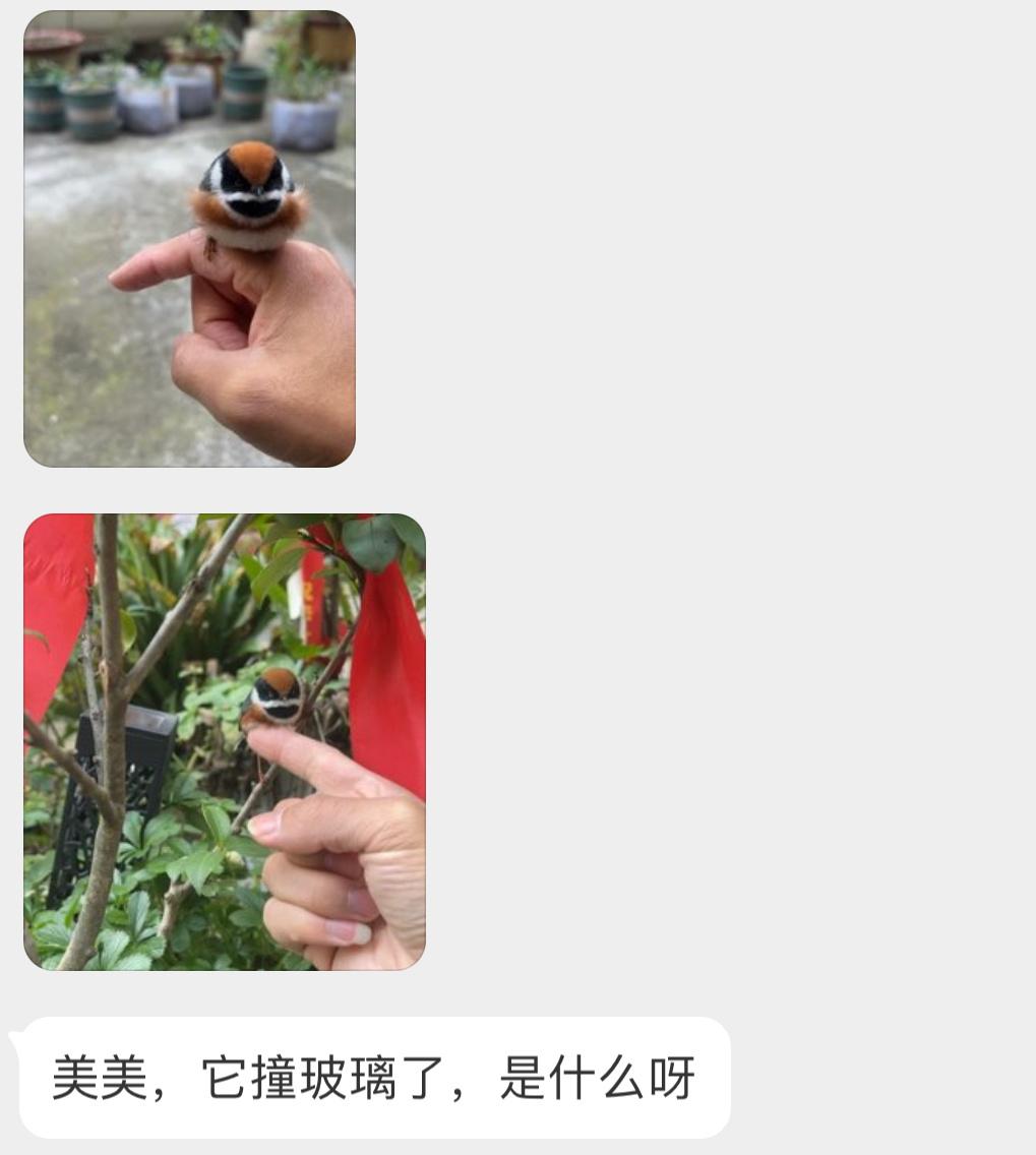 #撞玻璃的鸟#撞玻璃的【红头长尾山雀】宝宝太圆了，让它在树枝上休息会就行 ​​​