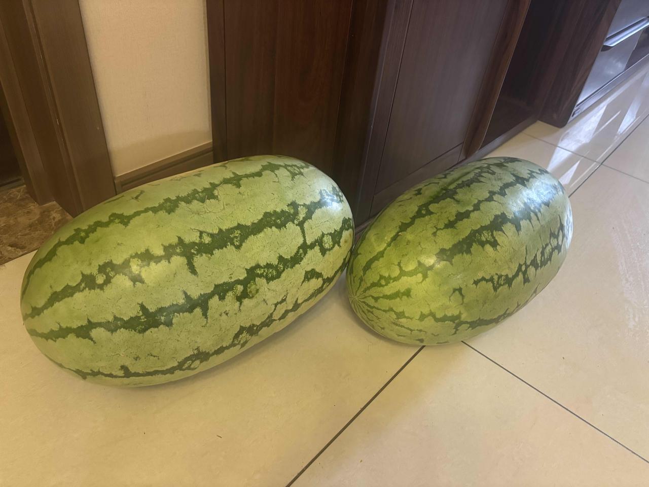 乌鲁木齐市的西瓜终于降价了！

         今天买了两个近二十公斤的西瓜，