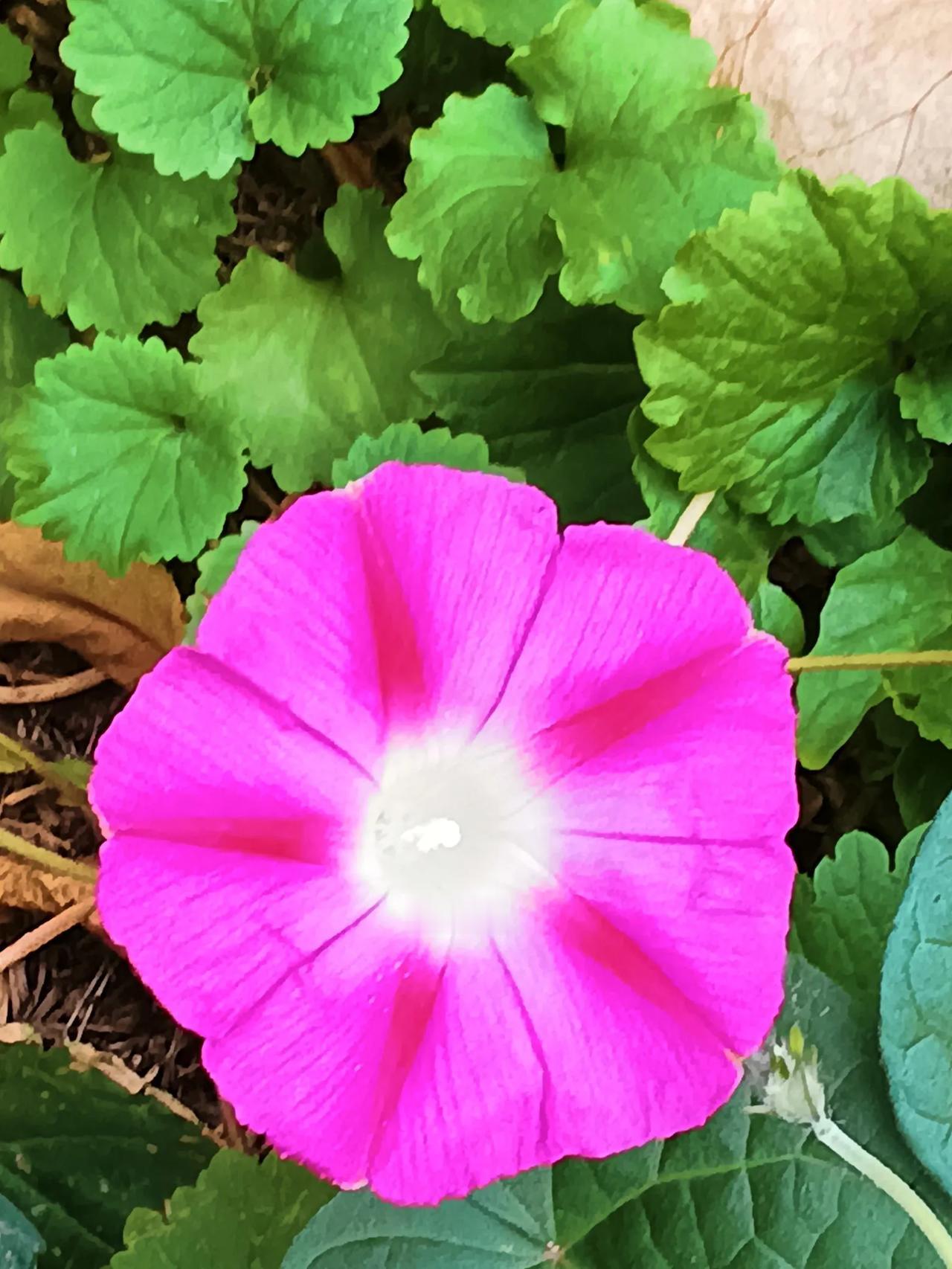 #手机抓拍~花# 
#手机随拍花朵# 

一朵花🌸
手机拍摄

#分享拍的花#