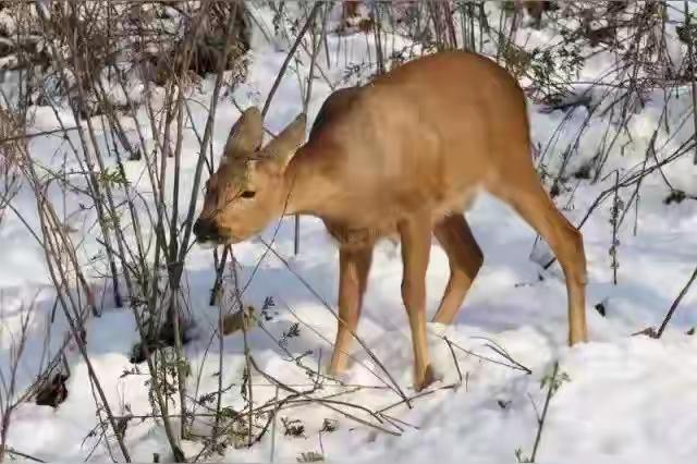 八十年代，刚过完年，从山上下来一只狍子，火急火燎的就跑村里谷场来了。
一群人正在