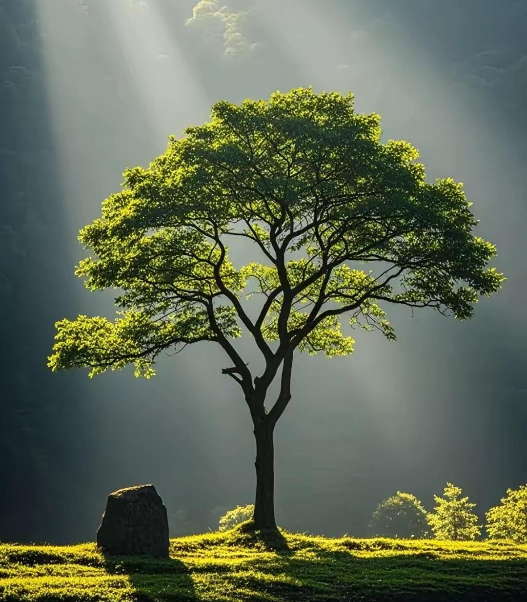 一人一句新年祝福愿新的一年国泰民安，风调雨顺，母亲和我身体健康，诸事顺遂，财源广