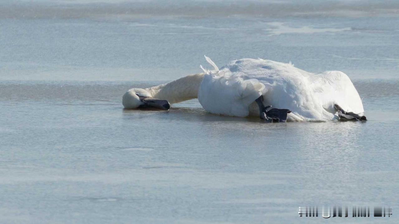 遇到这种强行加塞的人有个办法，锁车后也挡着他的车，让他得逞不了[捂脸][比心]，
