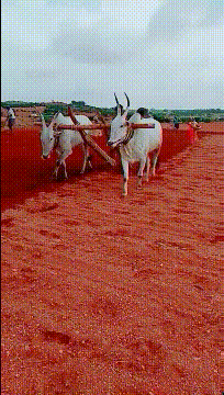 红色的地，耕地的羊
到处透着诡异