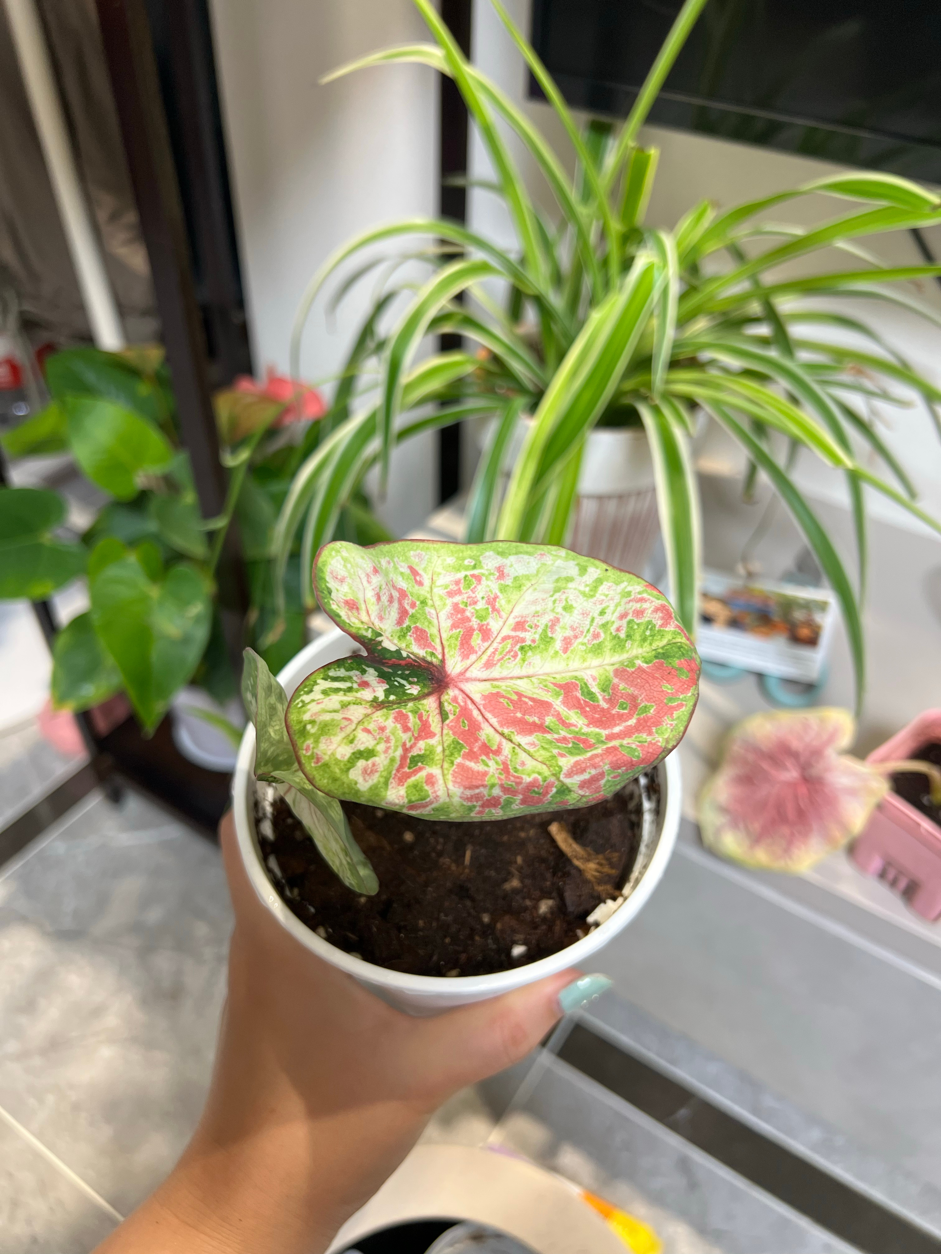 超级漂亮呀 