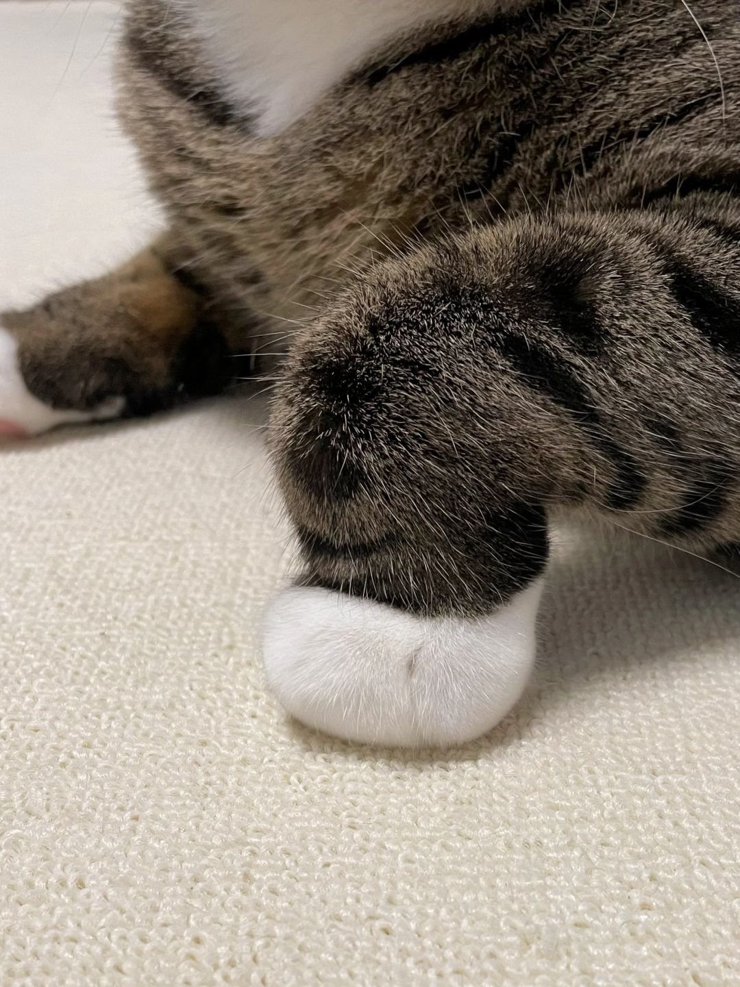 小猫咪的手为什么这个姿势啊？