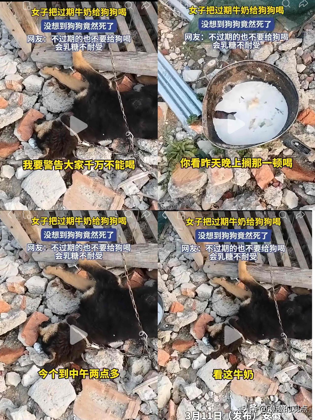 我怎么也没想到！

安徽一女子看家里牛奶过期了，想着别浪费，随手就喂给了自家狗。