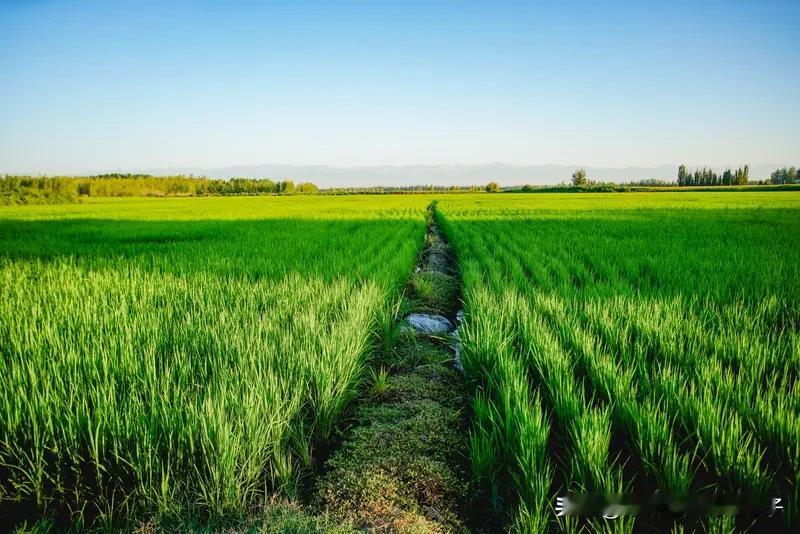 几十年后农村的田地谁来种，这还真是个值得琢磨的事儿。网上都说80后不愿种地，90