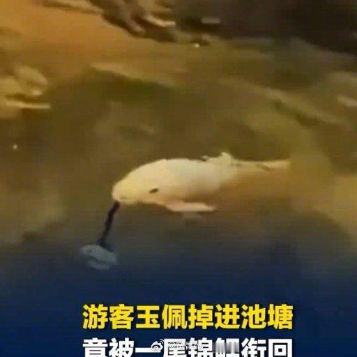 游客玉佩落水被锦鲤衔住缘分 西安·华严寺