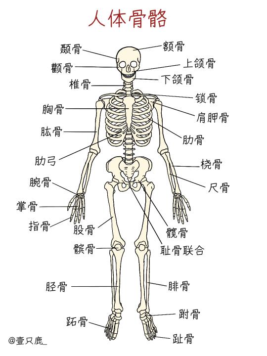 医学生笔记📝｜人体骨骼