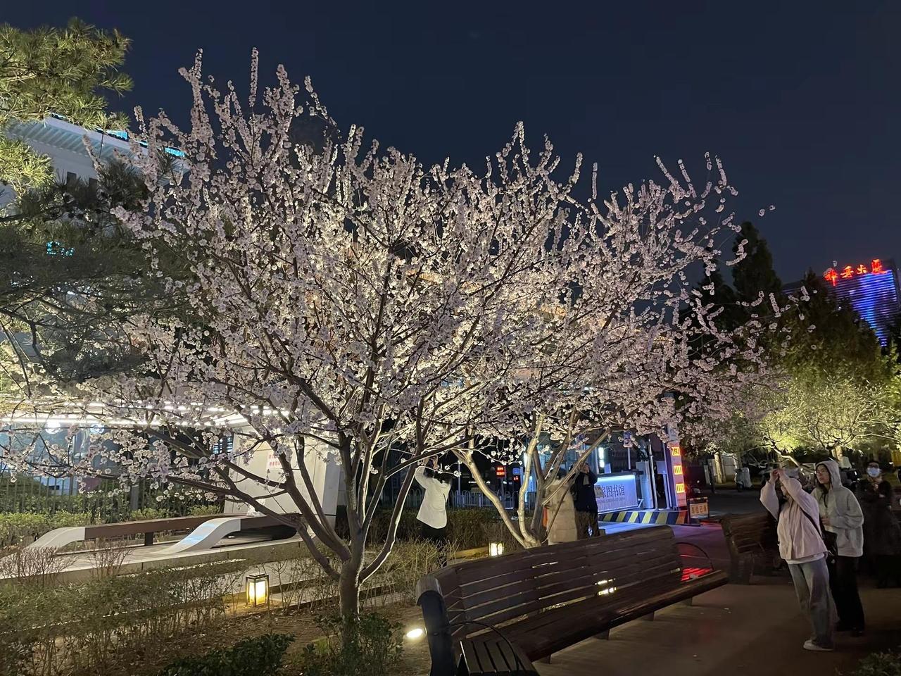 赏花：北京国图门口 樱花 好美的花国图地铁A口出来太美了好多人在拍照