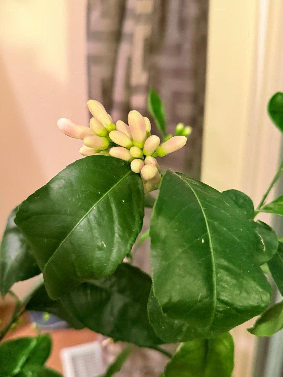 室内养柠檬树还开花了。 