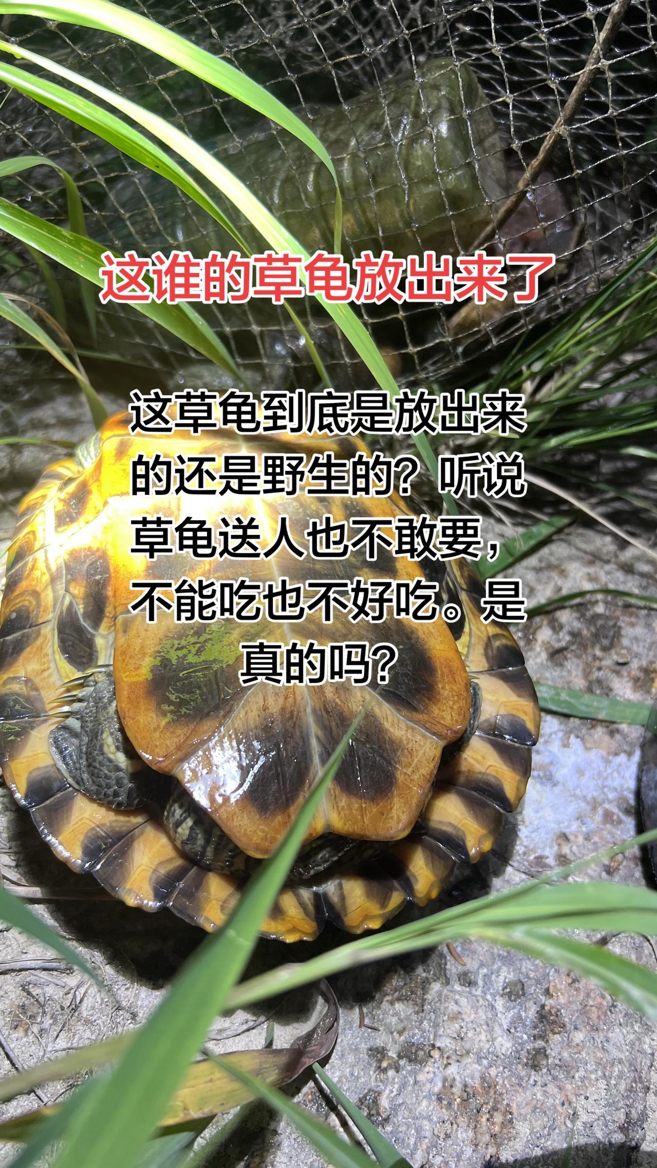 河边很多这种草龟，看着就烦，听说这种草龟是不能吃也不好吃，没人要的。一般搞到都会