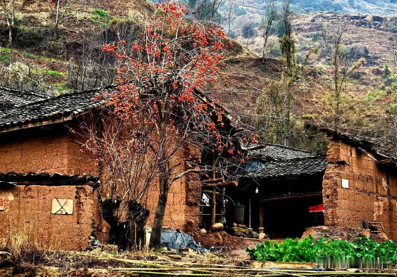 土屋、河边沉甸甸的柿子树
在玉溪市聶耳音乐广场发现2棵结满柿子的树后，就一直在云