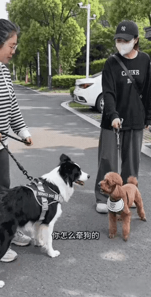 边牧：这位贵宾，我忍你很久了。