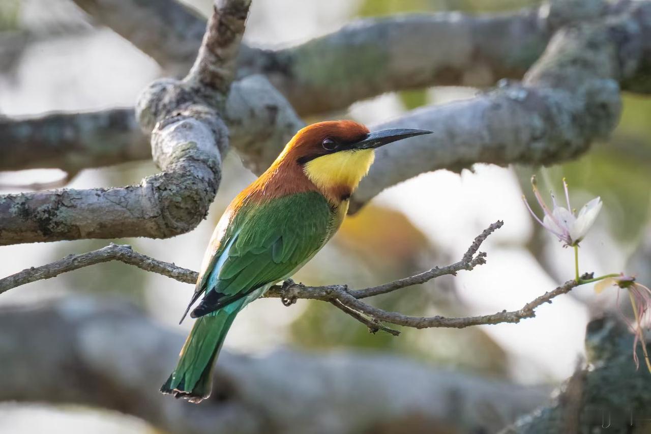 枝间灵动的小鸟与孤独鳄鱼（Ms.L拍摄）
🦜晨光为它披上一袭彩虹霓裳🌈，枯藤