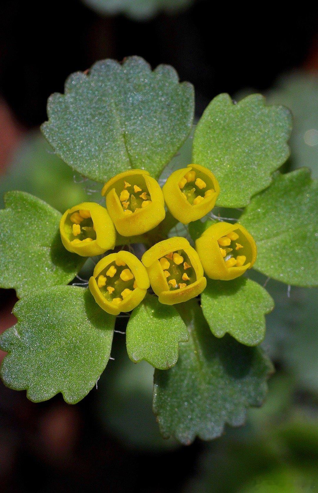 【金腰】为啥不改名叫【金饭碗】呢？ 南京