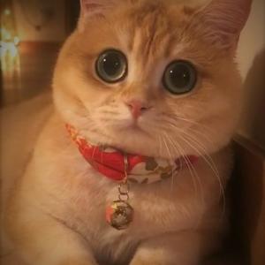 馬里亞納火雞日