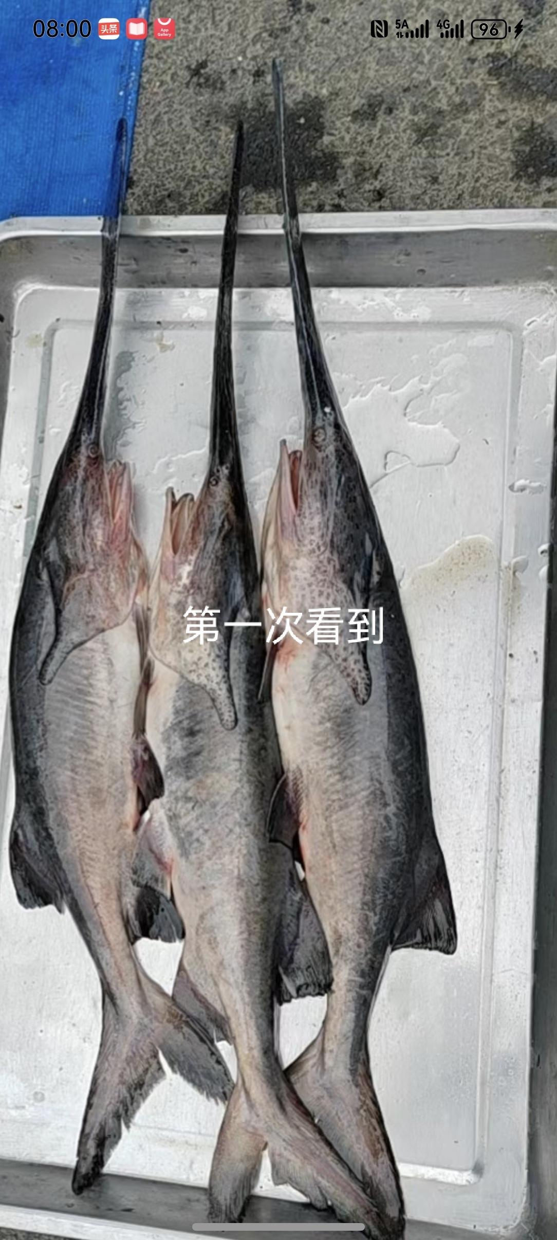 坐标吉林市， 2026年5月15日早晨06 :45分，吉林市这个早市卖的这个鱼是