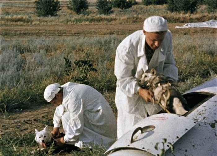 1960年，苏联科学家从“卫星 5 号”（Sputnik 5）返回舱中取出成功完