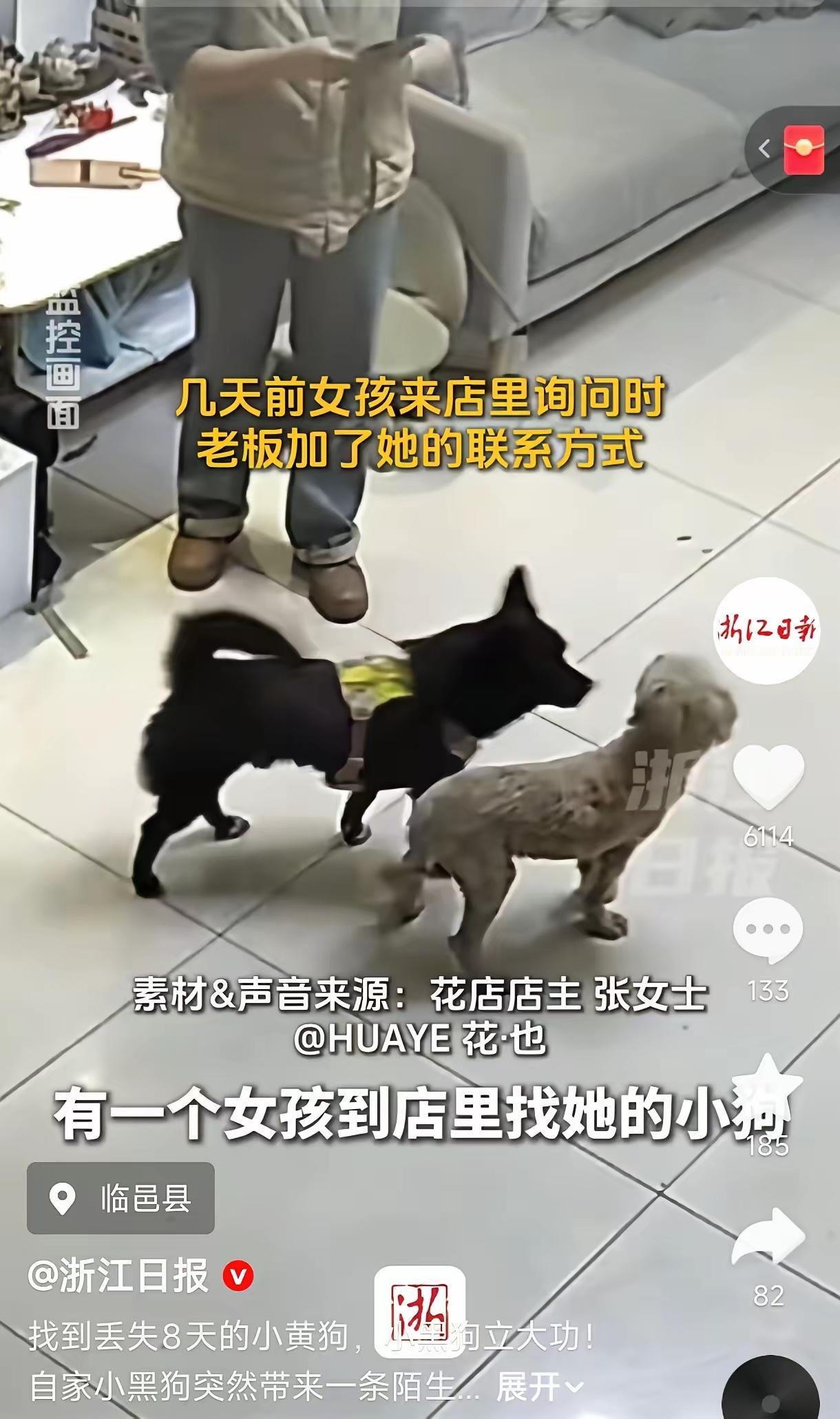 2月20日，山东临邑一女子正在看店，发现自己家小黑狗带回来一条陌生小黄狗。女子越