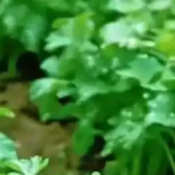 种植 香菜最关键的是种子破壳催芽和温度控制，尤其是夏季种植必须遮阳降温，否则难出