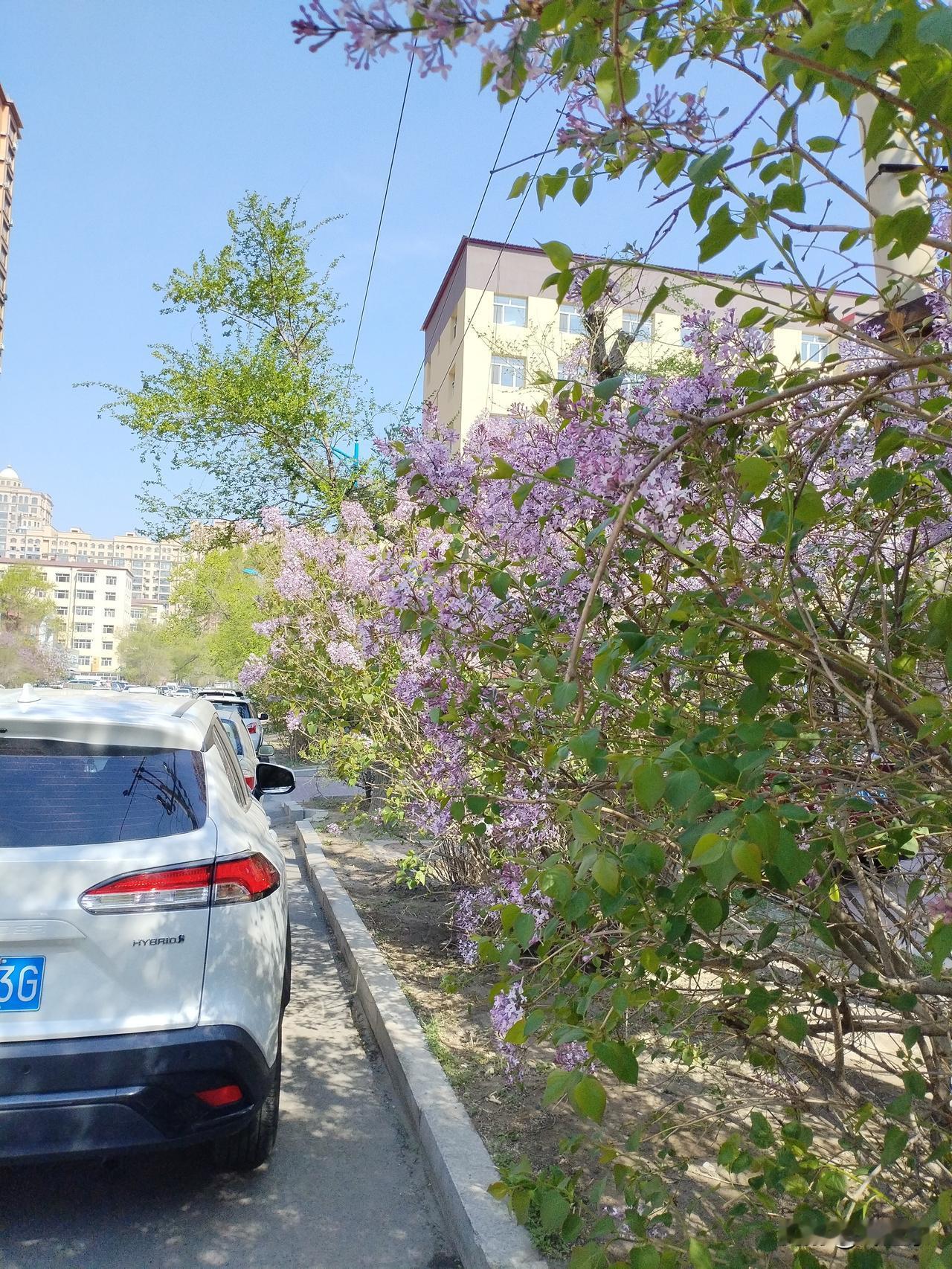 紫丁香
花开一树紫丁香，
枝繁叶茂若汪洋。
柔风作浆云深处，
请续句……
（朝霞
