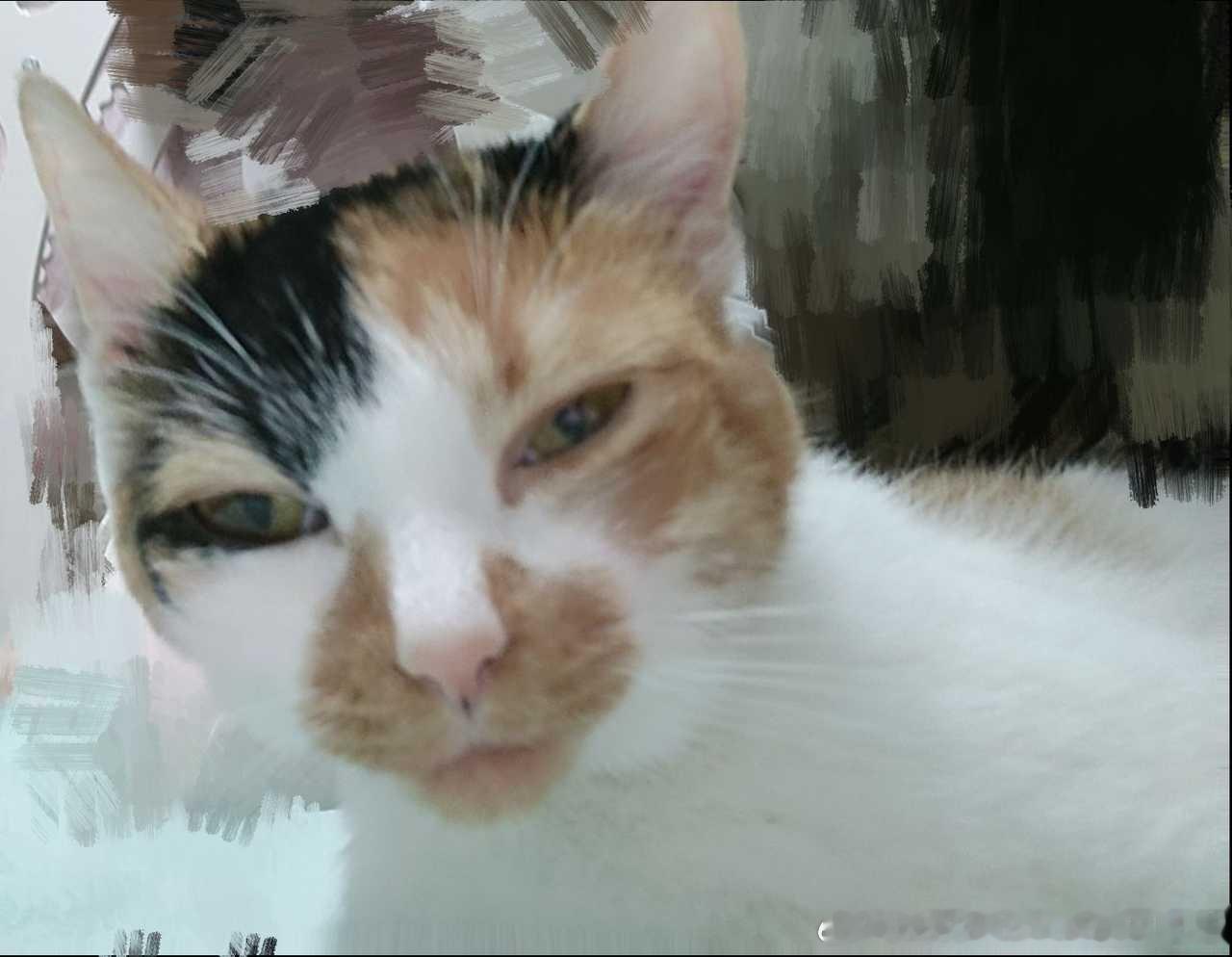 50575【丑猫】好懵逼 