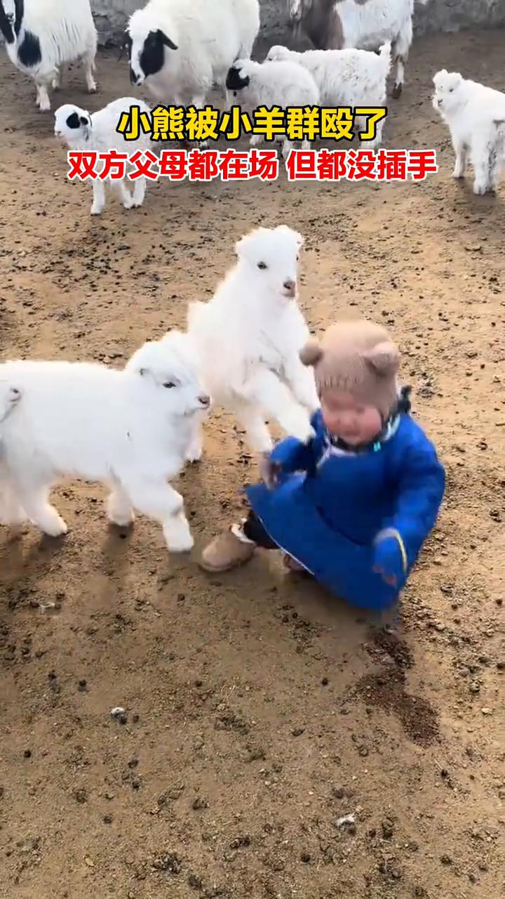 小熊被小羊群殴了，双方父母都在场但都没插手。
来源：CaHcap。