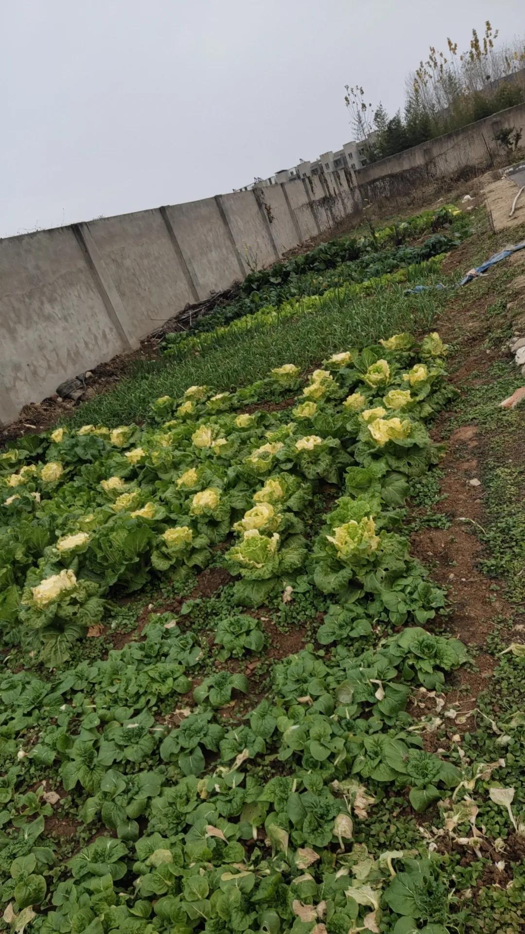 天冷了，为了开车上班并能错开学校门口的高峰期，我6:35就带着大厨姐姐给我做的早