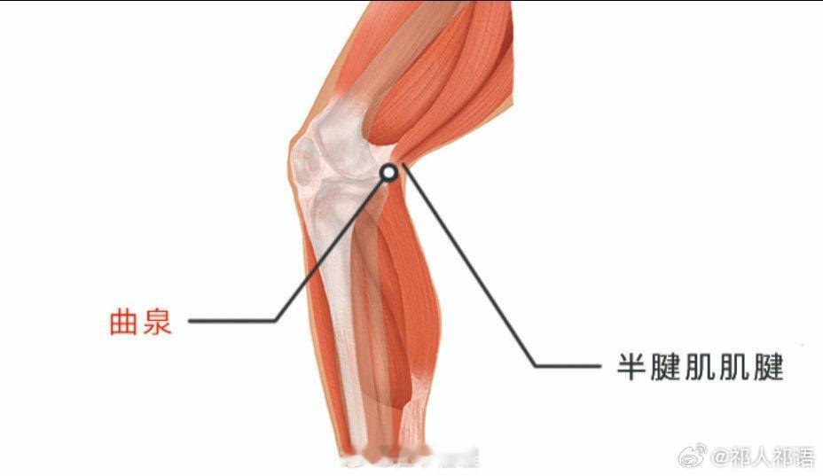 #肝胆病气日久会郁结在膝关周围#：这个观点是有道理的。肝胆病气日久会郁结在膝关周