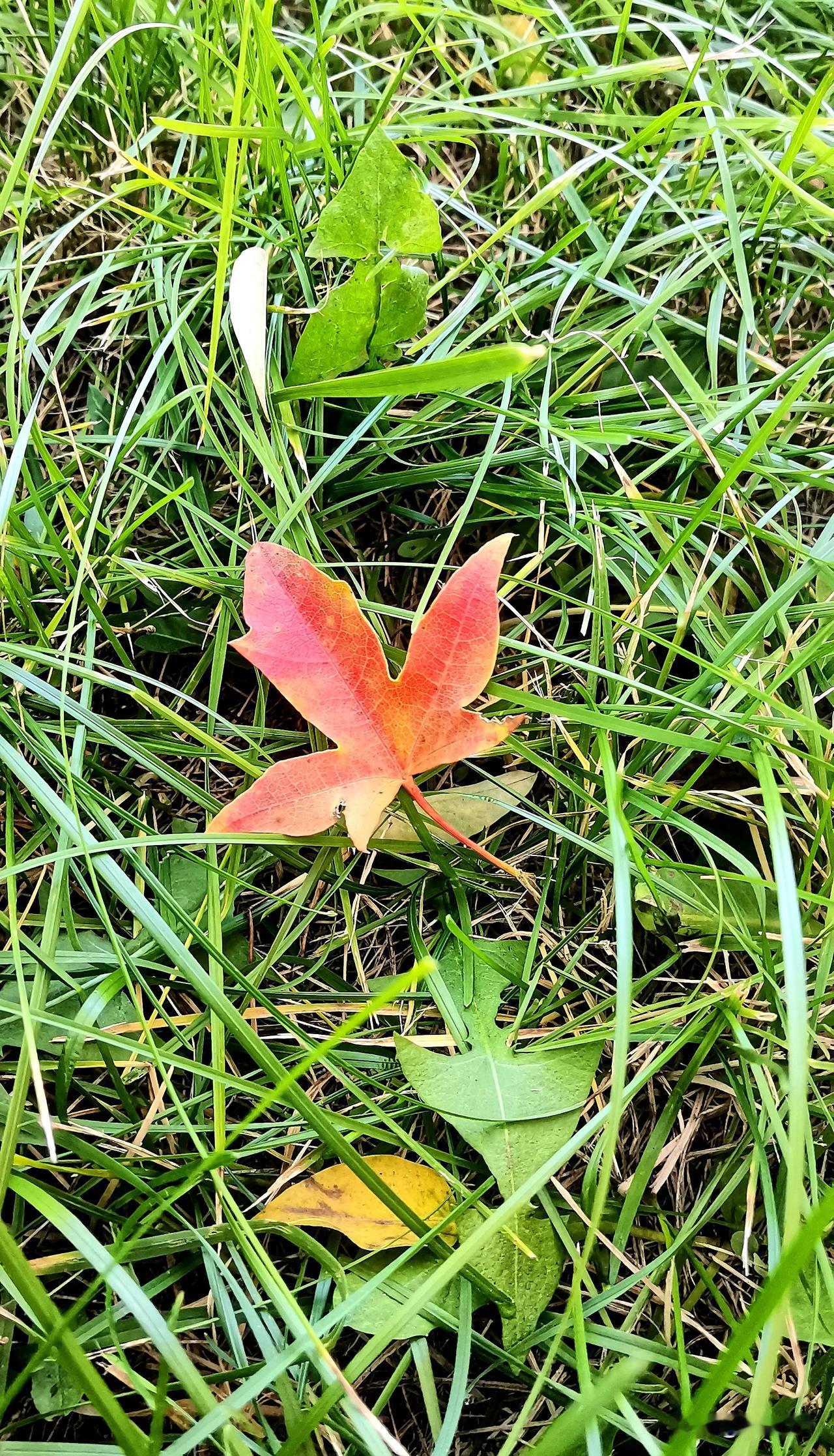 （原创）
枫叶🍁红了
镜头记录生活 大同公园随手拍