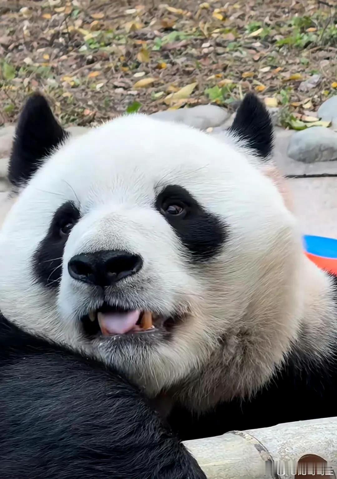 一只熊猫，除了帅，还亲人，还聪明。

真真的让人稀罕。

这照片，都能当壁纸用吧