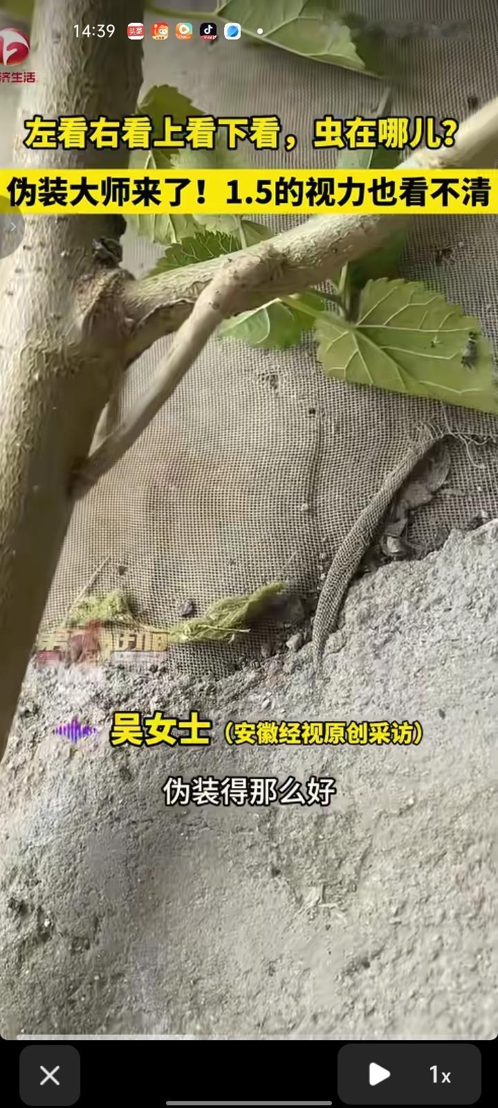 6月28日，泰州兴化市。女子在院子里除草时，手不小心碰到一根树枝，感觉软软的，用