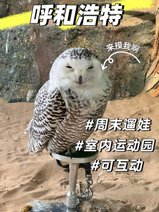 呼和浩特有趣的室内动物园！遛娃走起！