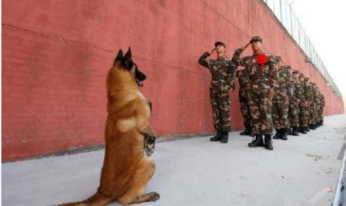 【巡逻时遇老兵退伍，军犬竖前腿“敬礼”久久不肯离去…】当时，武警宿迁支队泗阳县中