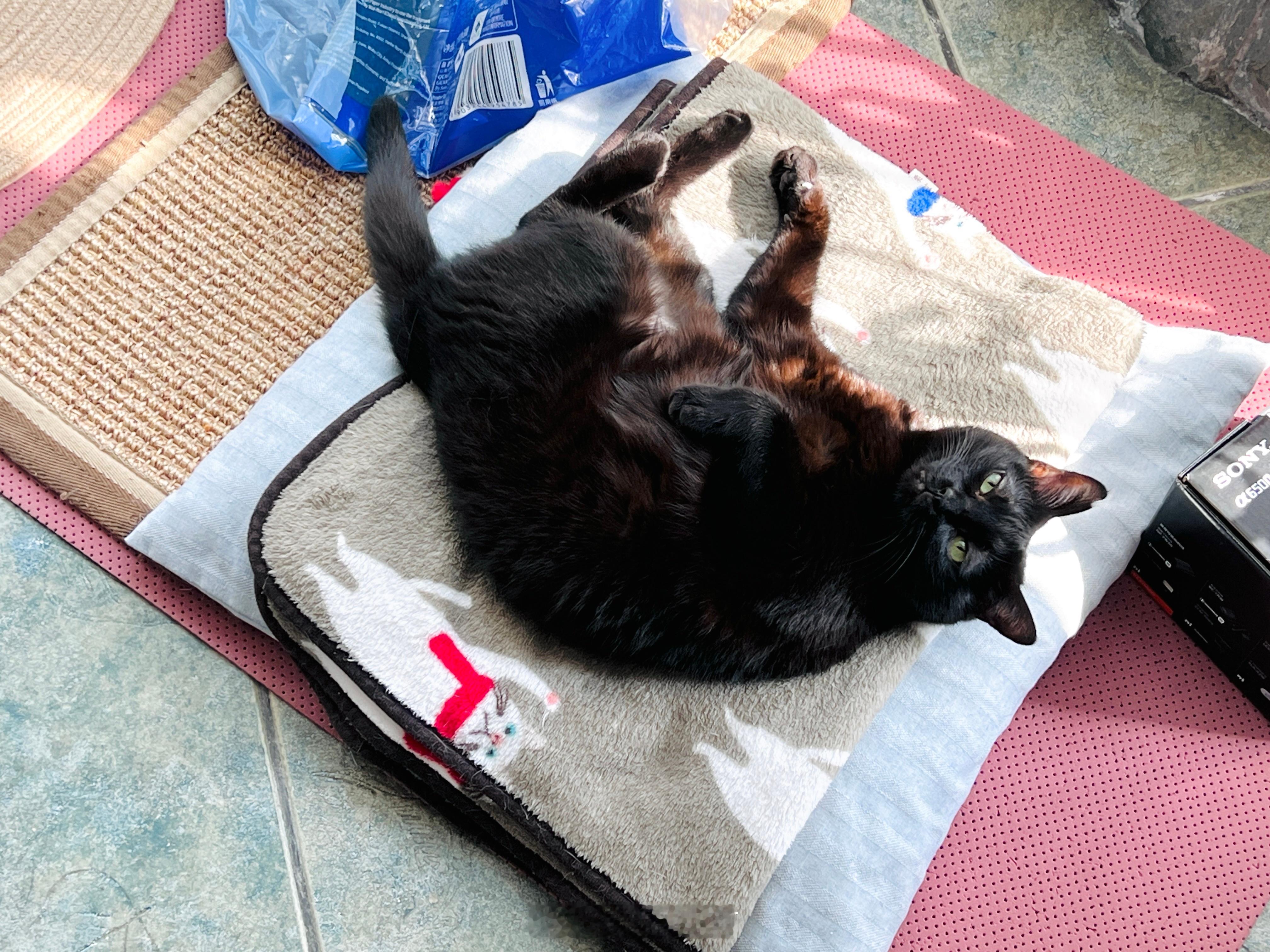 圖一：自在的蝦蝦圖二：有陌生小哥在的蝦蝦 ​​​