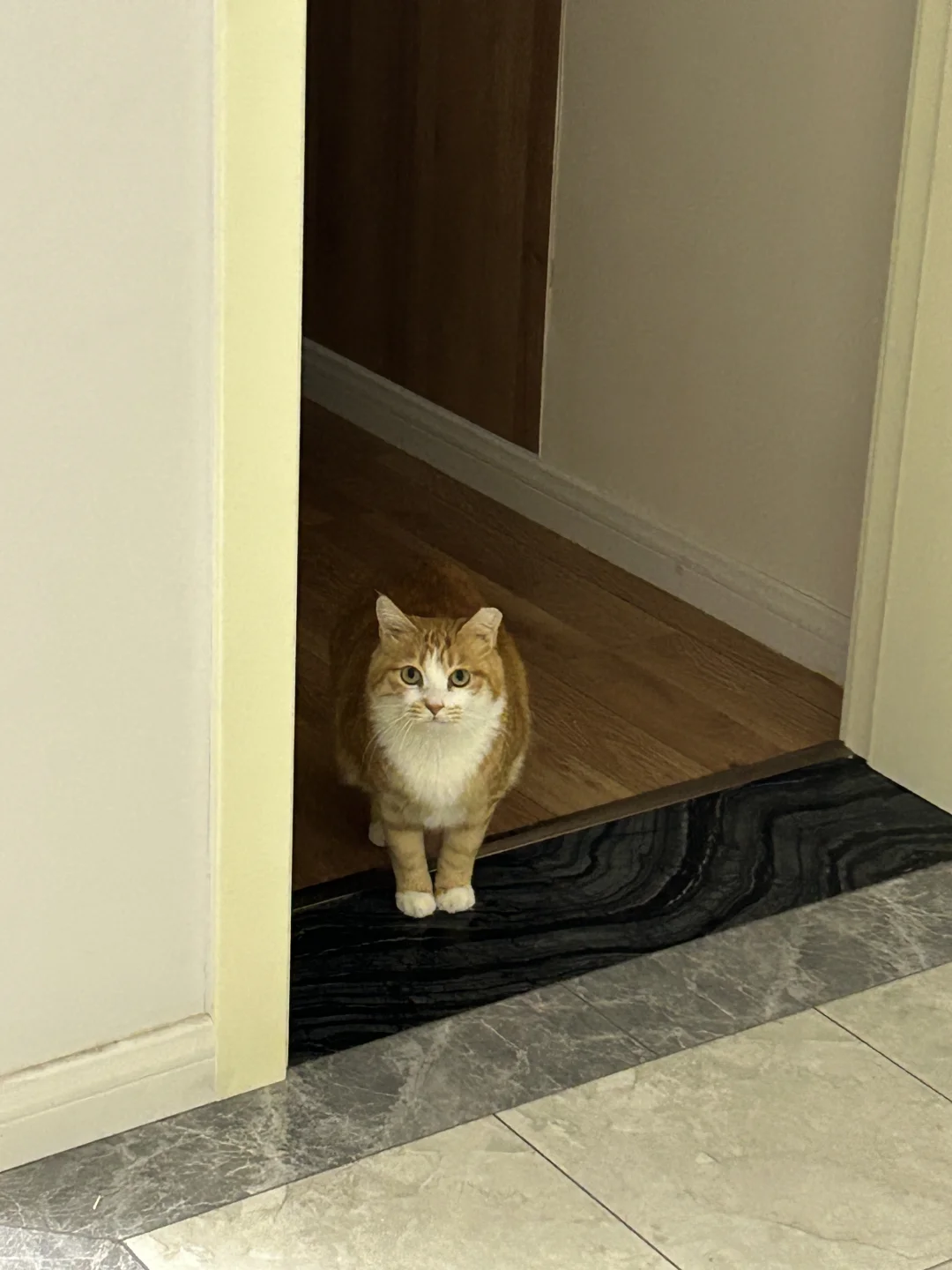 出门前这样看着你，谁还想上班？