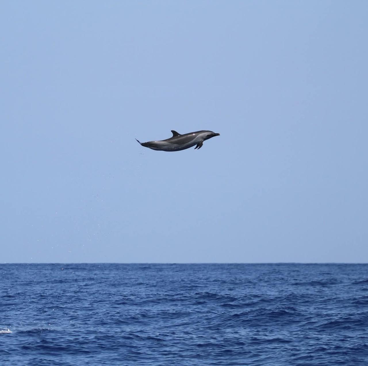一只热带斑海豚能跳15英尺高，这照片拍得真不容易。最逗的是有人一本正经地解释：这